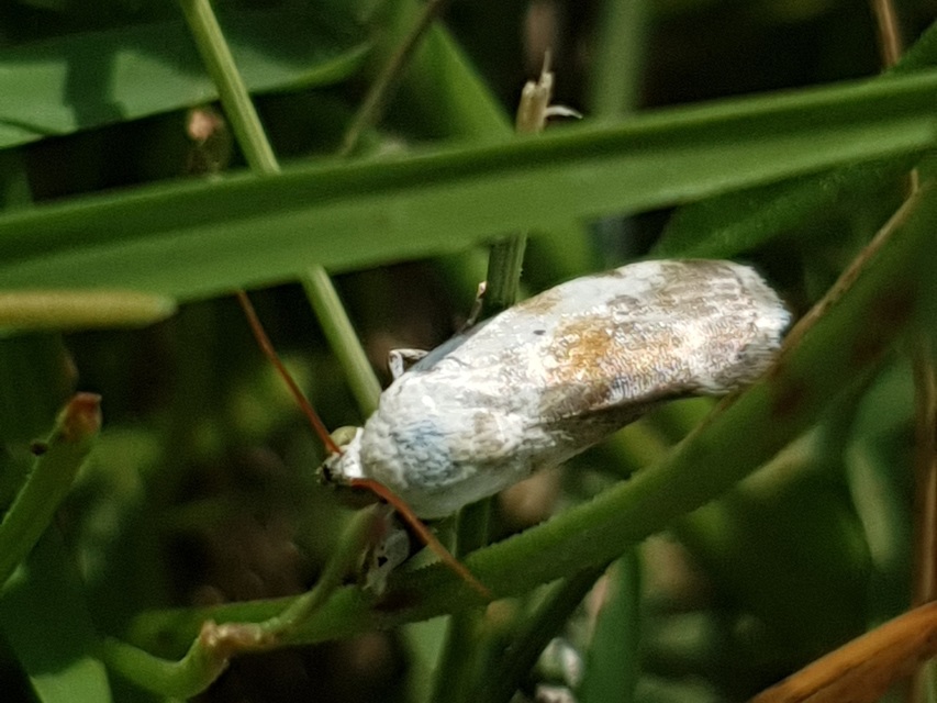 Ponometia candefacta - parlagfűbagoly