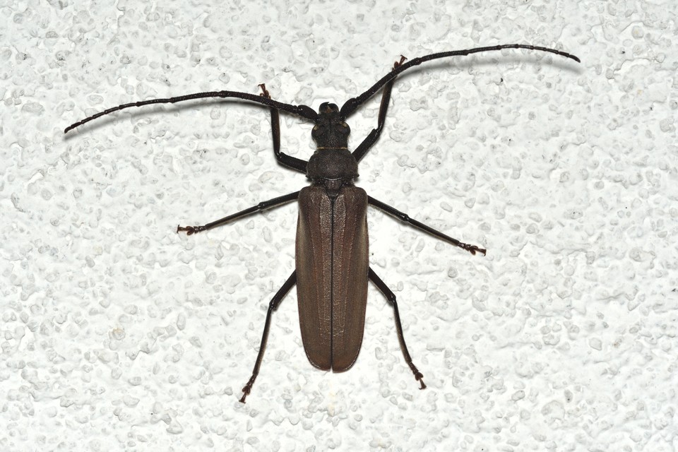 Aegosoma scabricorne - diófacincér