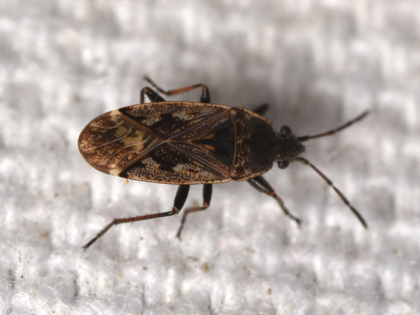 Sphragisticus nebulosus - foltos bodobács