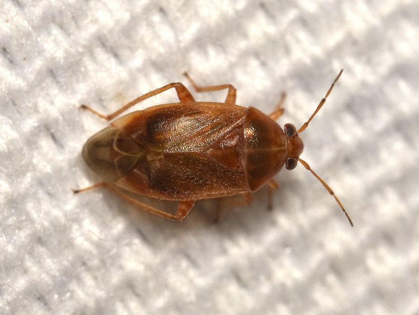 Agnocoris