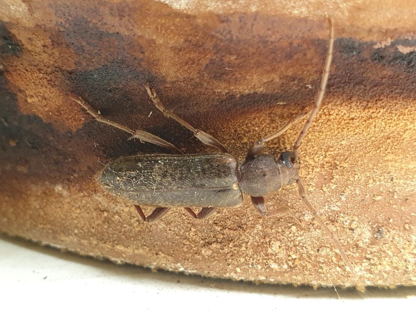 Trichoferus campestris - szállóvendég éjicincér