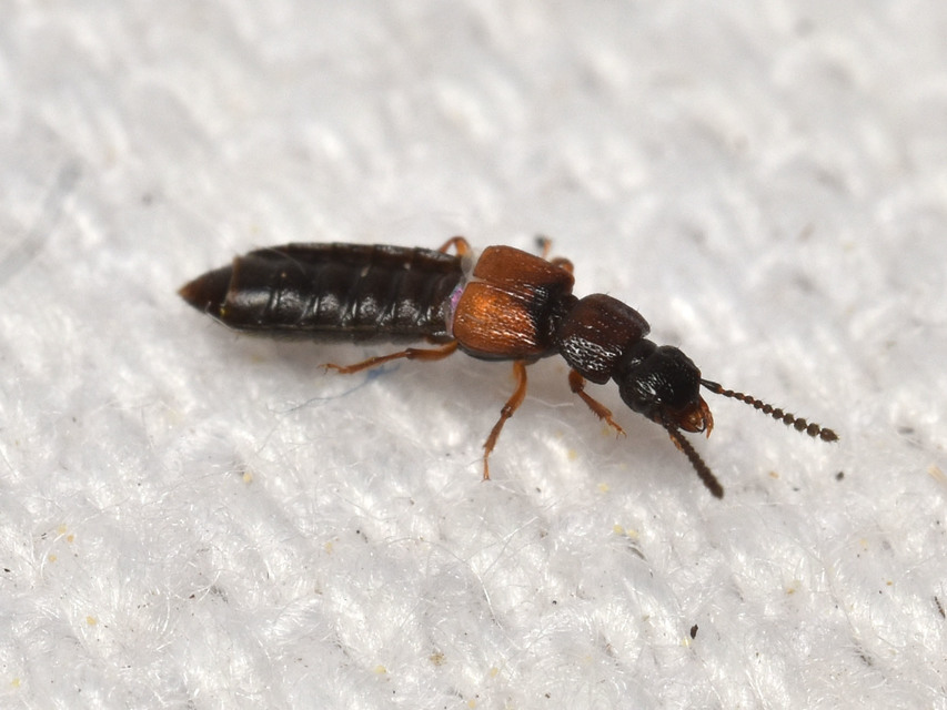Anotylus insecatus - csipkéshátú korhóholyva