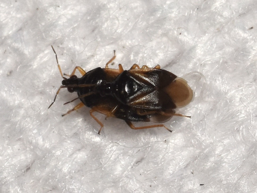 Anthocoridae - virágpoloskák Anthocoridae - virágpoloskák