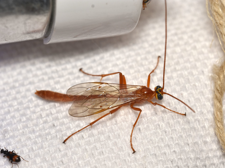 Enicospilus