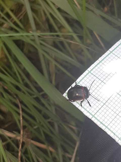 Chrysolina limbata - keretes levélbogár