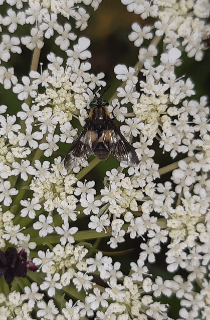 Chrysops caecutiens - közönséges pőcsik