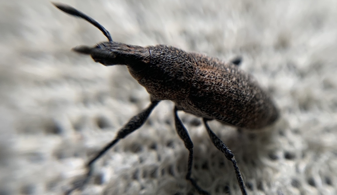 Rhabdorrhynchus echii - kígyósziszbarkó