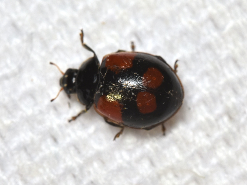 Adalia bipunctata - kétpettyes katica