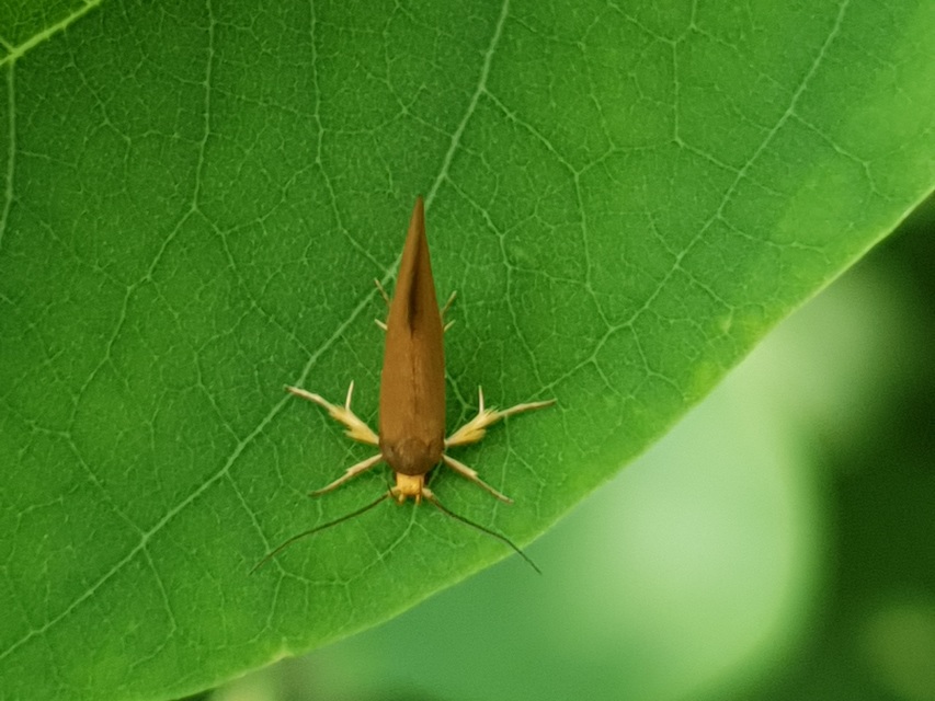 Crassa tinctella/unitella