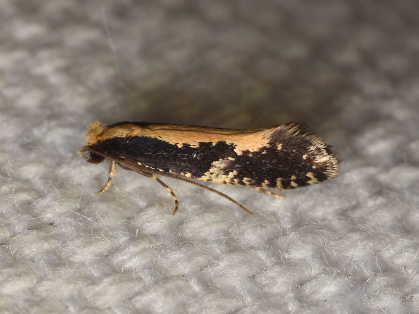 Monopis obviella - közönséges ablakosmoly