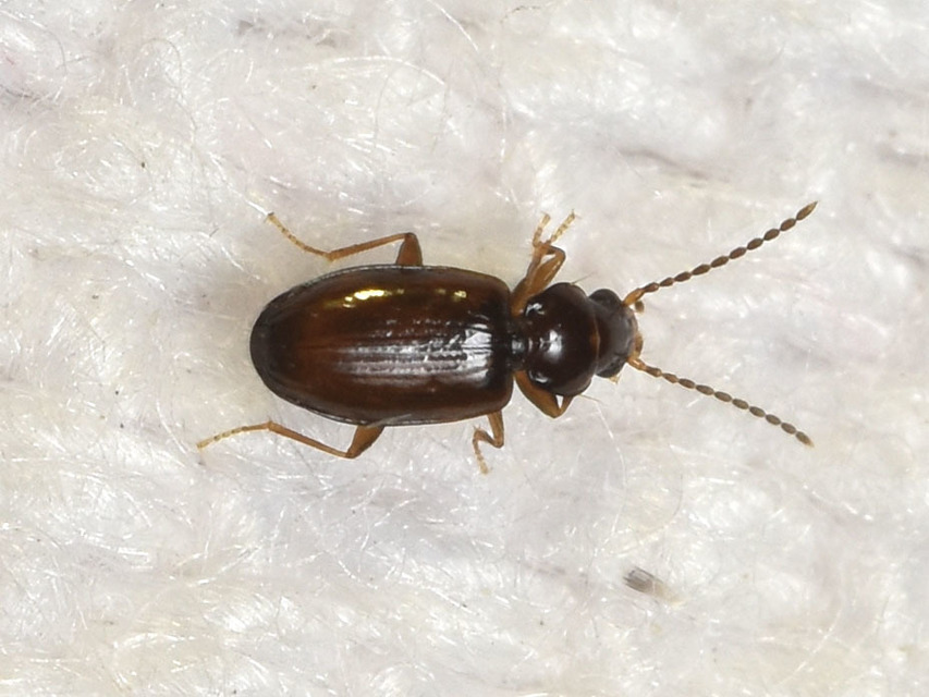 Trechus quadristriatus - közönséges fürgefutonc