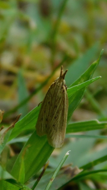 Ematheudes punctella - kúposfejű karcsúmoly