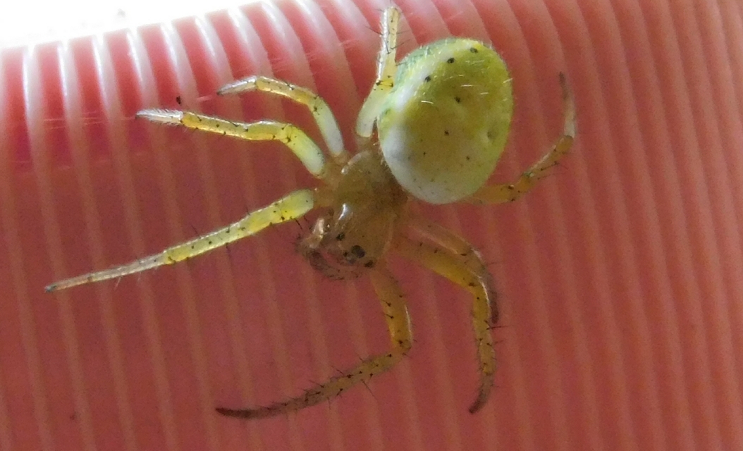 Araniella