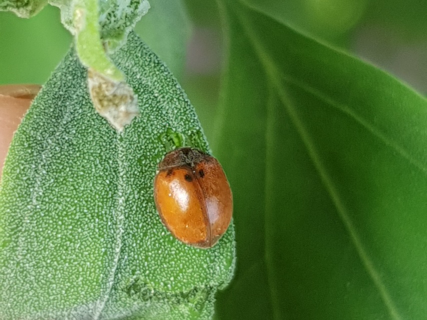 Subcoccinella vigintiquatuorpunctata - lucernaböde