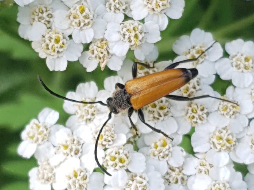 Stictoleptura fulva - vörhenyes virágcincér