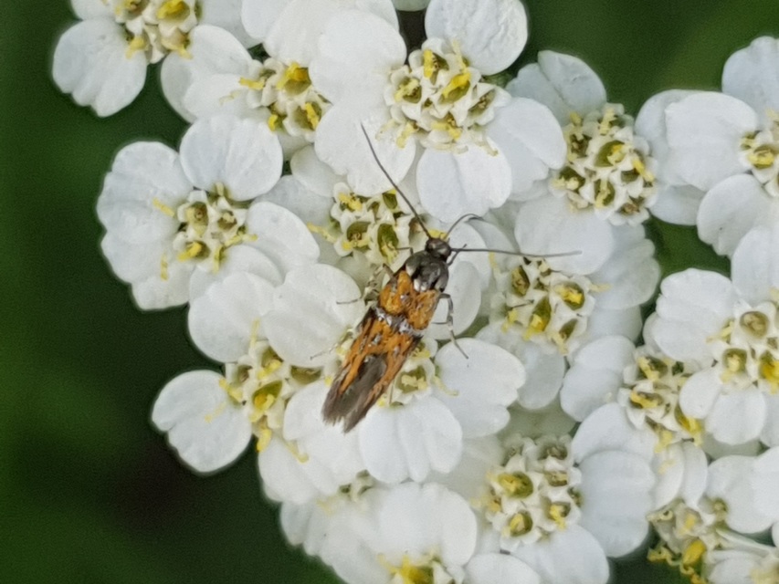 Chrysoesthia drurella - labodarágó sarlósmoly