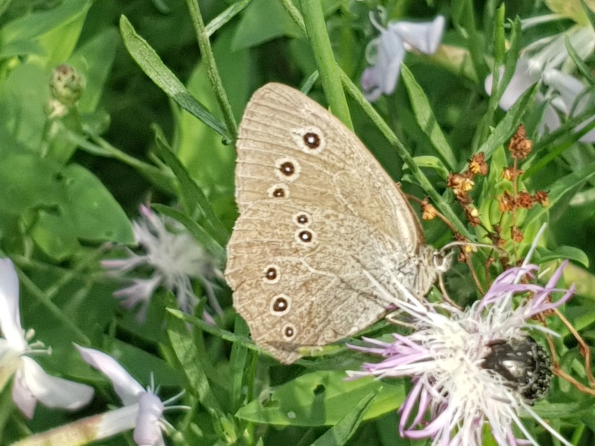 Aphantopus hyperanthus - közönséges ökörszemlepke