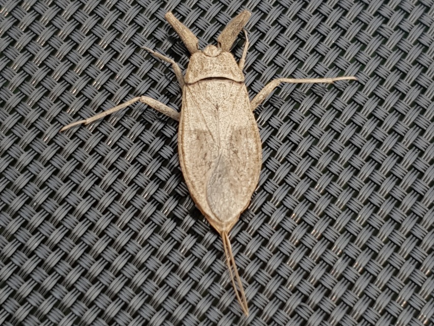 Nepa cinerea - víziskorpió