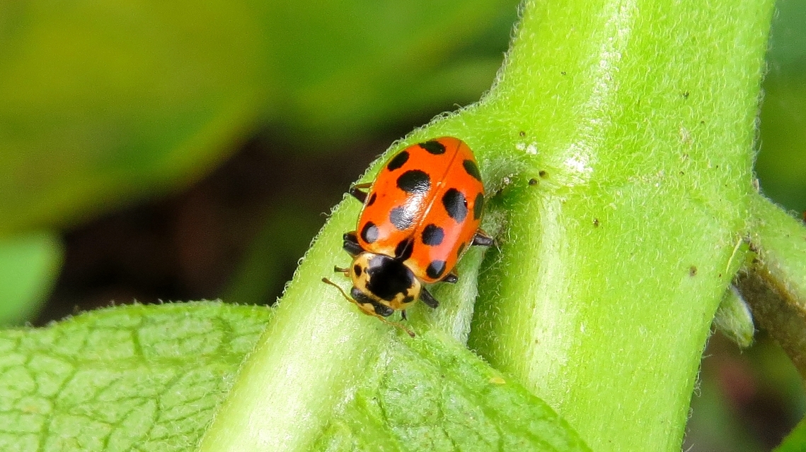 Hippodamia tredecimpunctata - mocsári katica