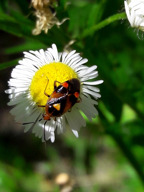 Deraeocoris ruber - vöröses mezeipoloska