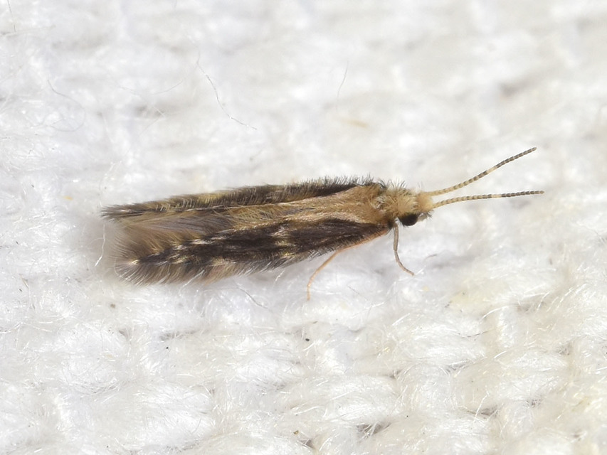 Hydroptilidae