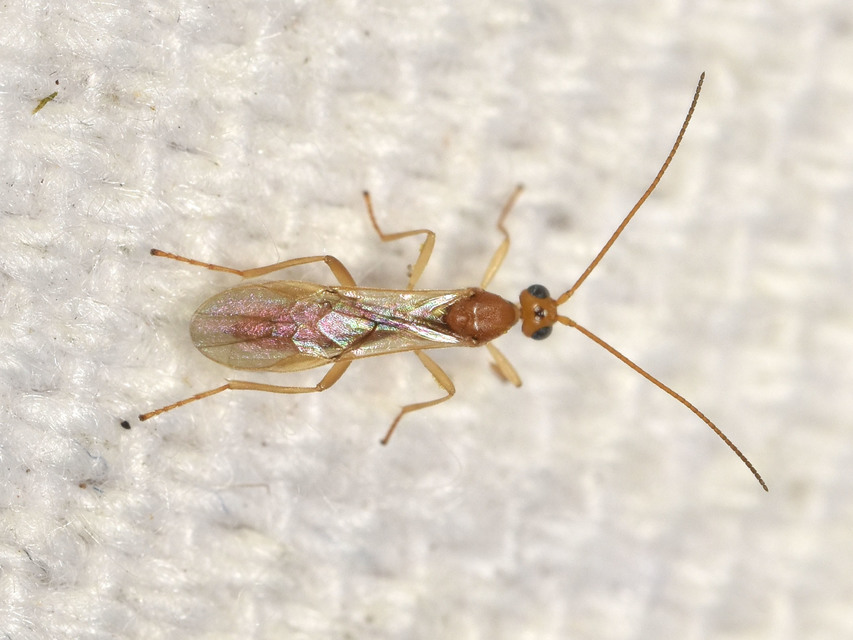 Braconidae - gyilkosfürkészek