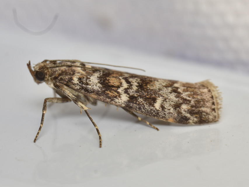 Dioryctria abietella - fenyőrágó karcsúmoly