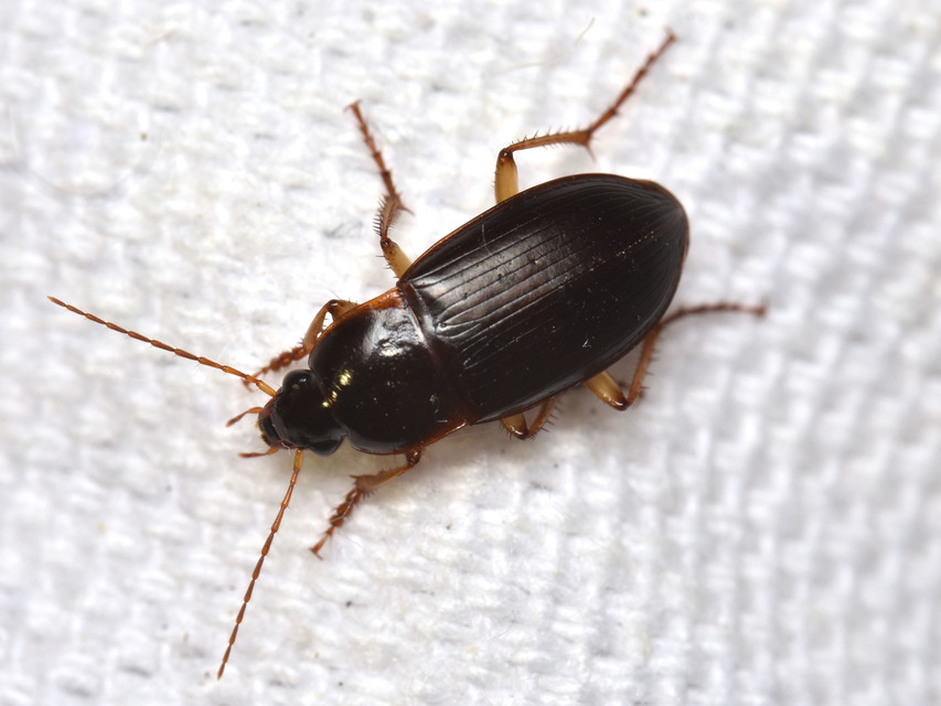 Calathus ambiguus - homoki tarfutó