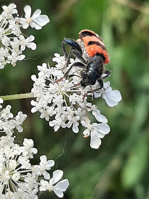 Trichodes apiarius - szalagos méhészbogár