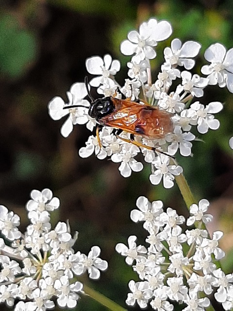 Argidae - botcsápú levéldarazsak