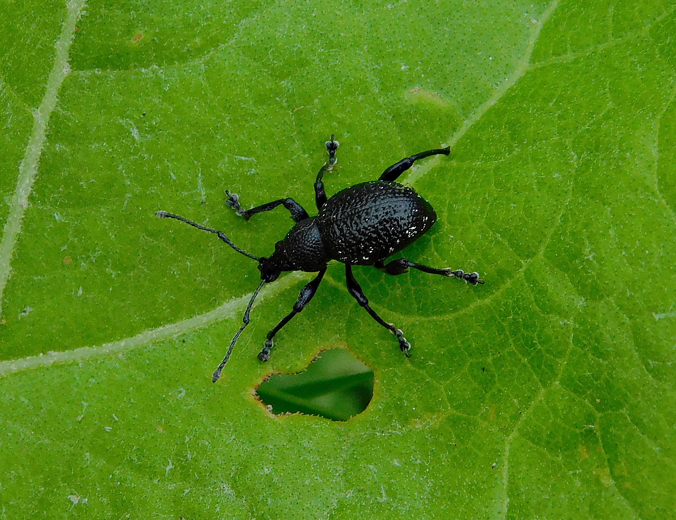 Otiorhynchus gemmatus - ékköves gyalogormányos