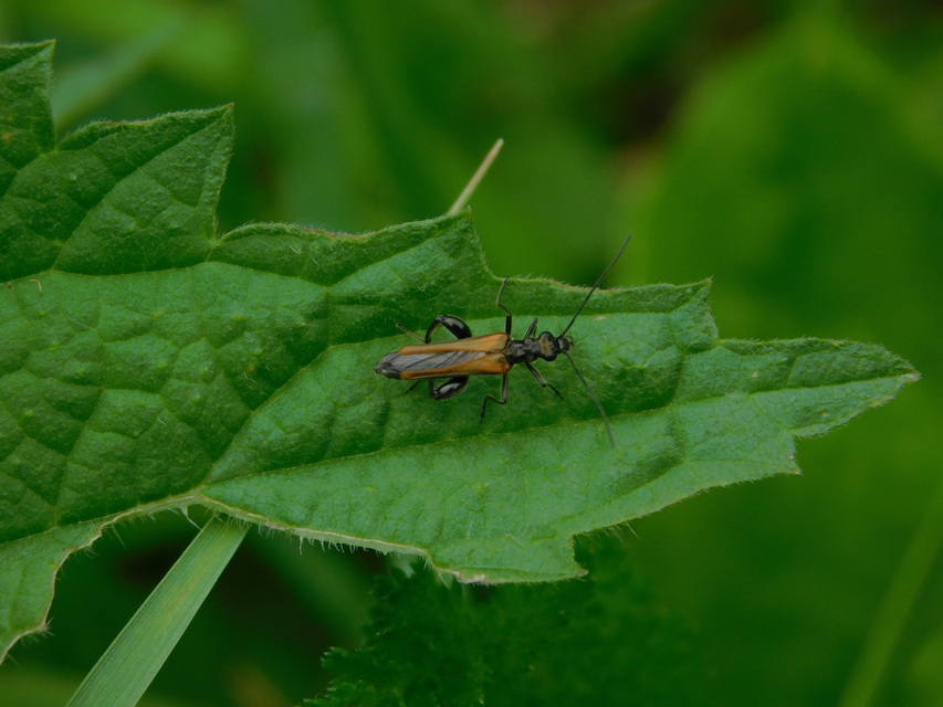 Oedemera femorata - sárgahátú álcincér