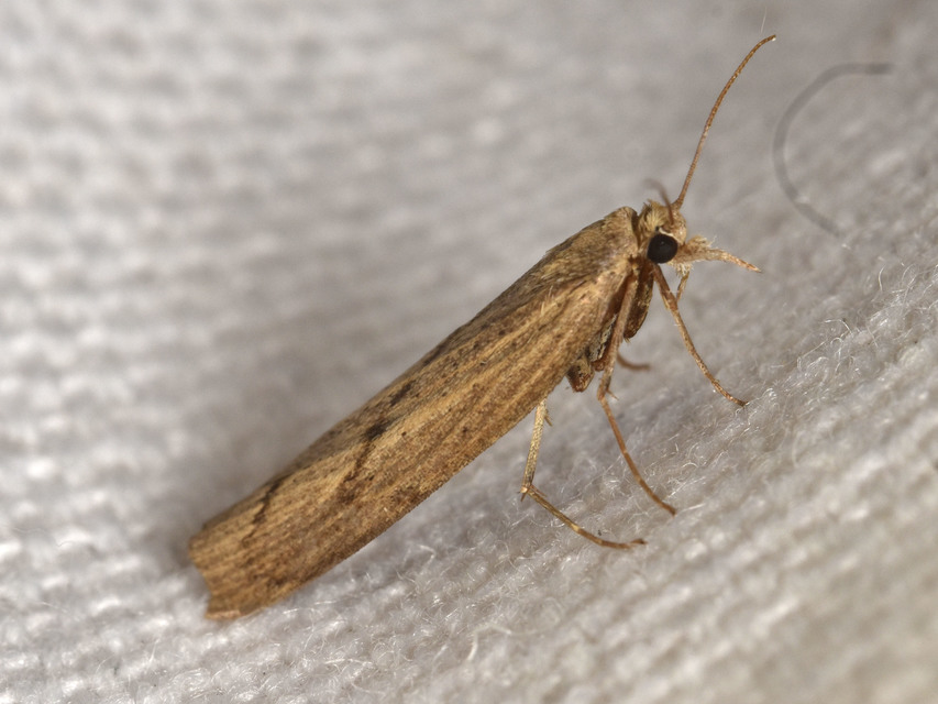 Pediasia contaminella - mocskos fűgyökérmoly