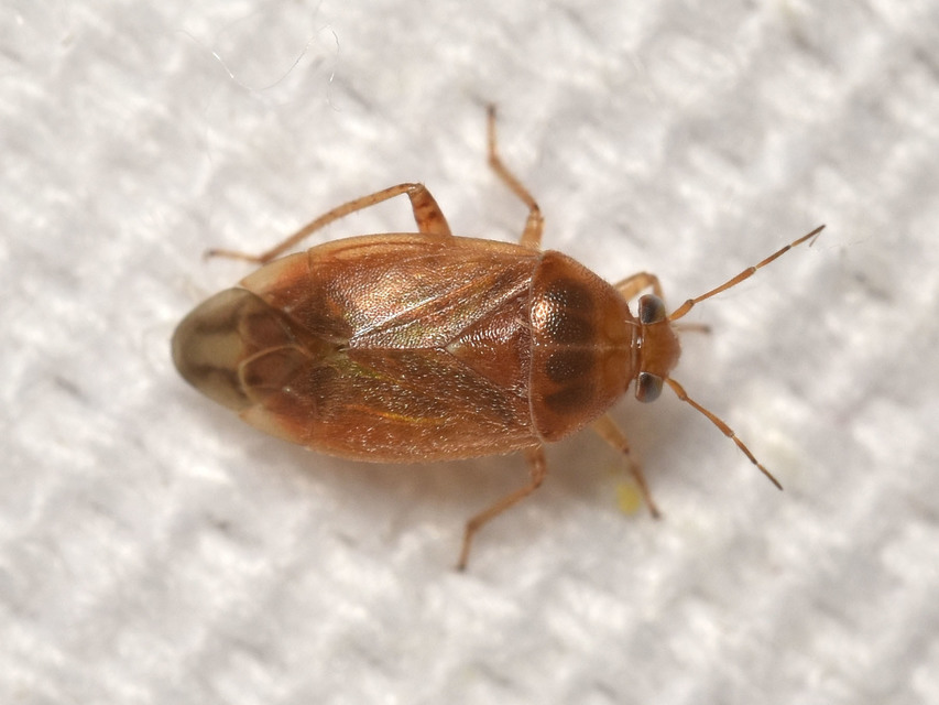 Agnocoris