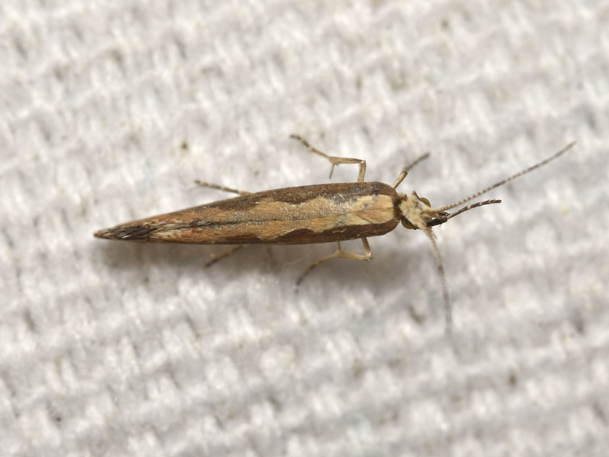 Plutella xylostella - káposztamoly
