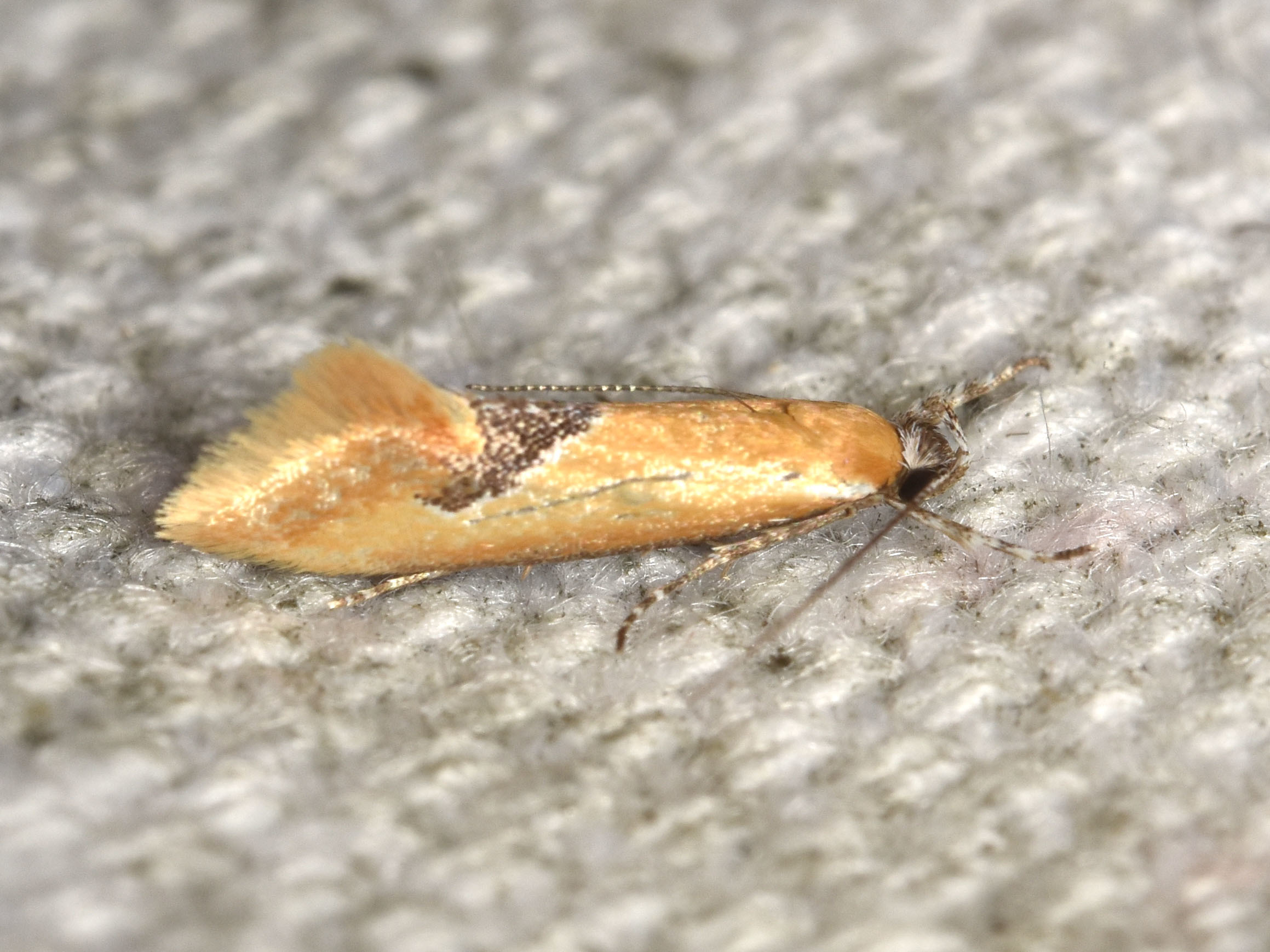 Batia internella/lambdella