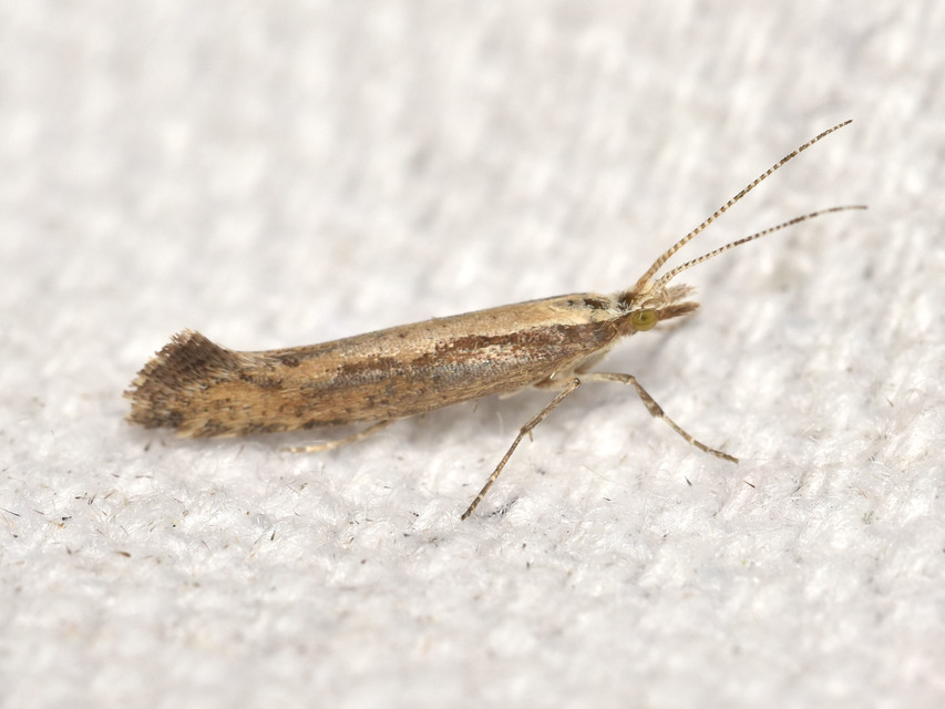 Plutella xylostella - káposztamoly