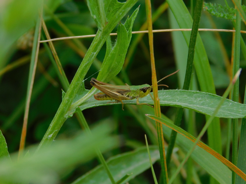 Pseudochorthippus parallelus - közönséges rétisáska