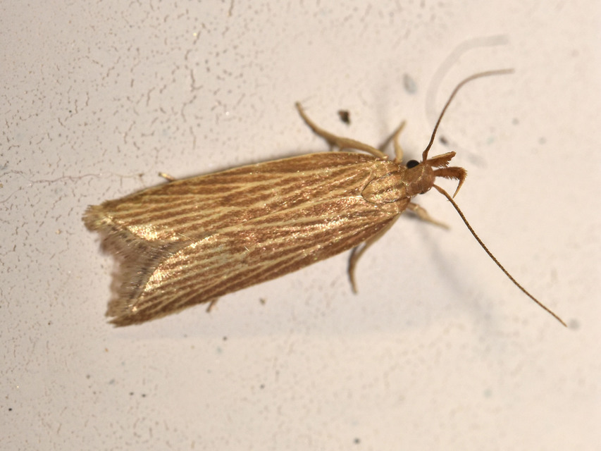 Helcystogramma albinervis - fehérerű lápimoly