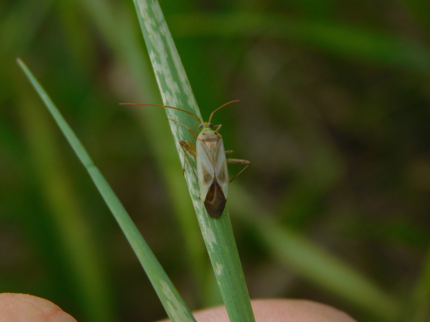 Adelphocoris lineolatus - lucernapoloska