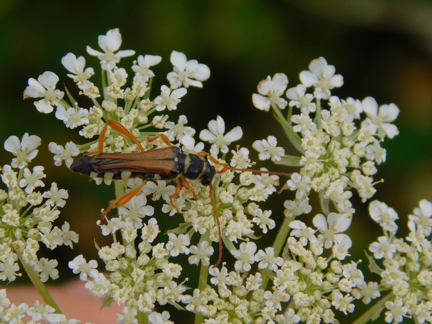 Stenopterus flavicornis - sárgacsápú keskenyfedőscincér