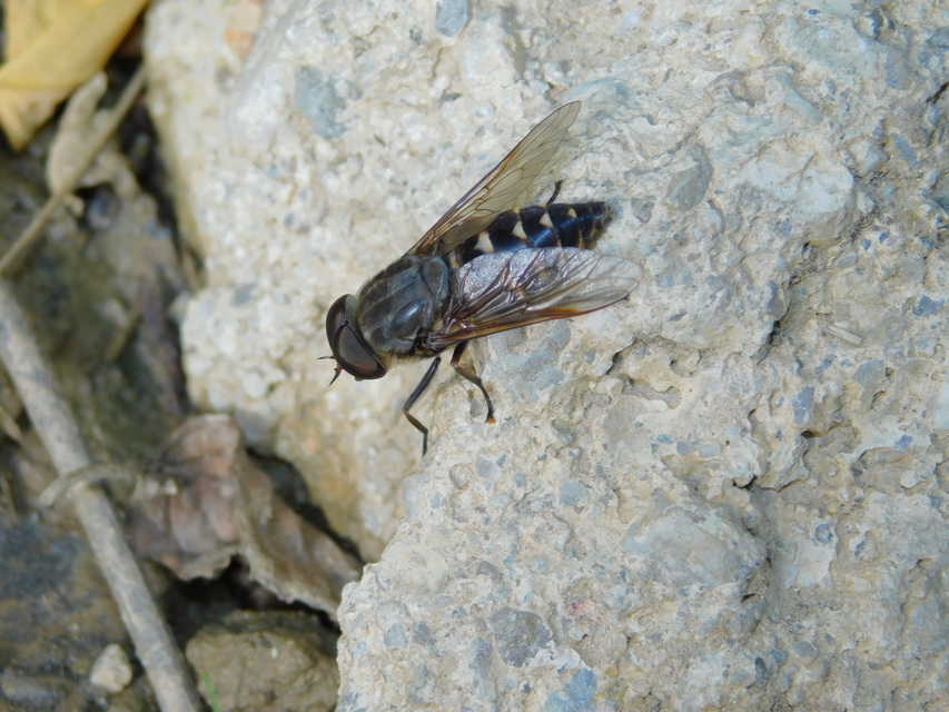 Tabanus