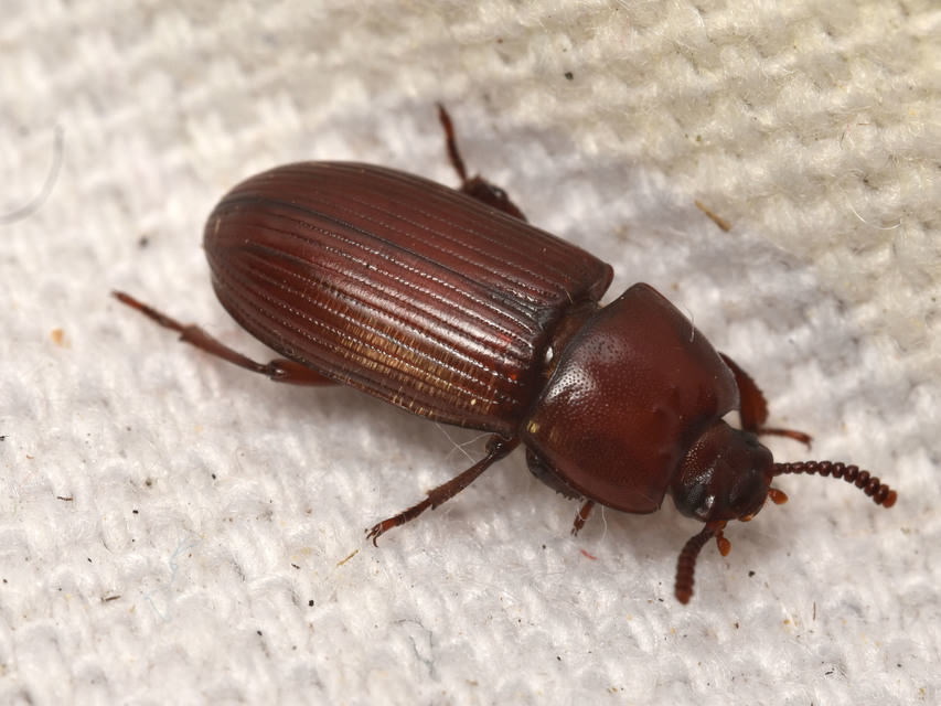 Uloma culinaris - nagy rágványbogár