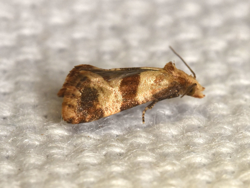 Phalonidia contractana - pipitér-fúrómoly