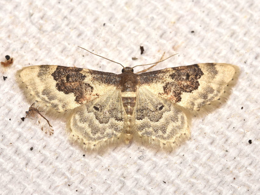 Idaea rusticata - tarka apróaraszoló