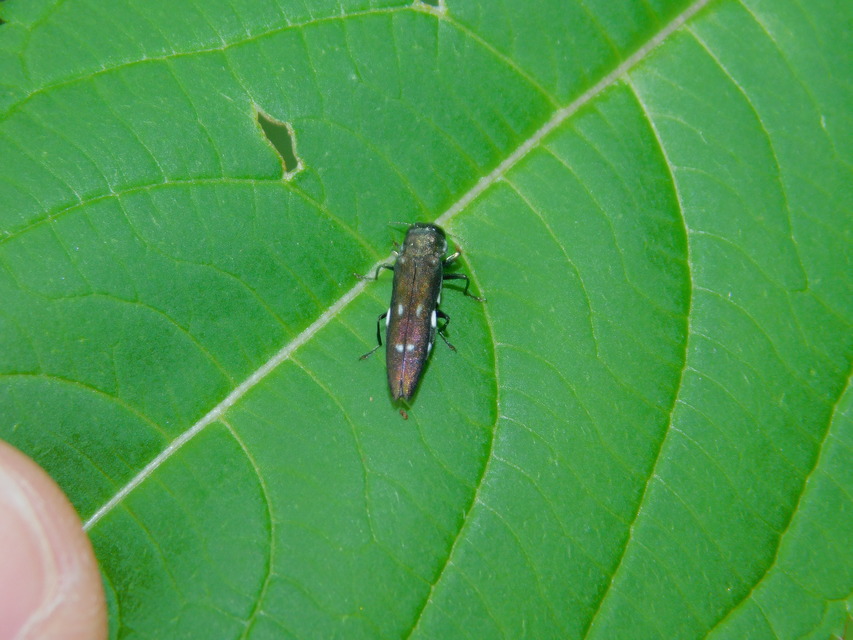 Agrilus ater - hatpettyes karcsúdíszbogár