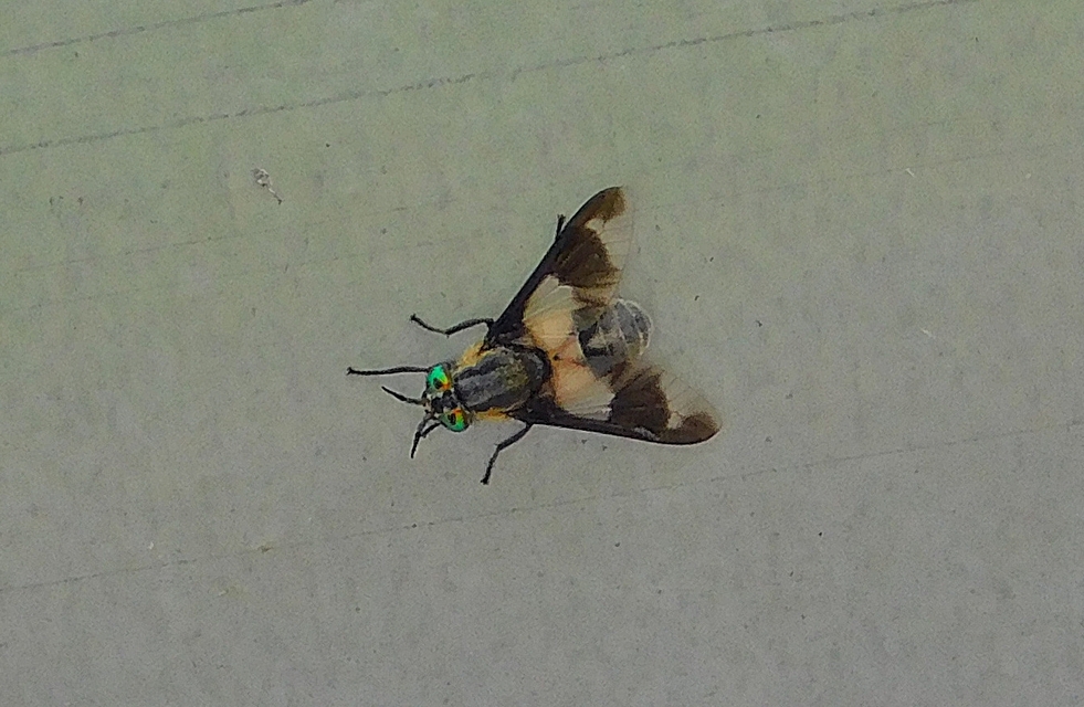 Chrysops caecutiens - közönséges pőcsik