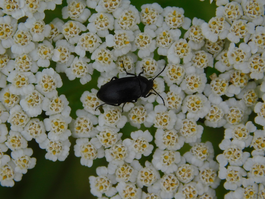 Podonta nigrita - szerecsenbogár