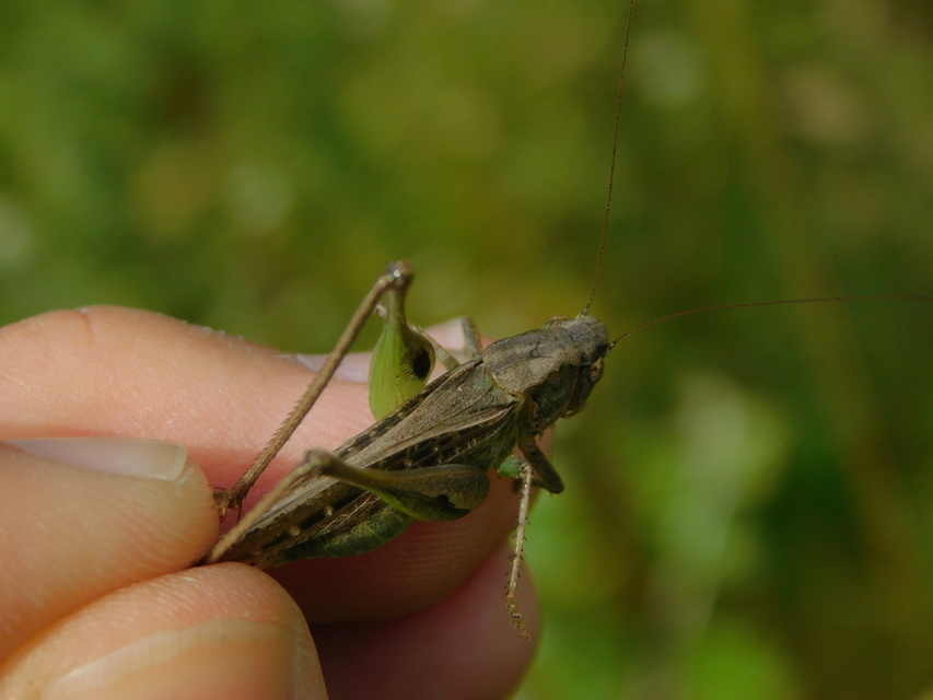 Platycleis grisea - szürke rétiszöcske