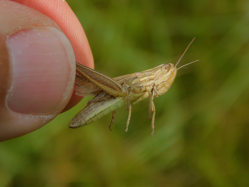 Euchorthippus declivus - rövidszárnyú rétisáska